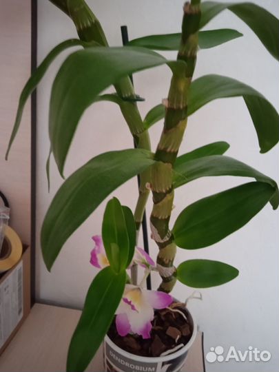 Орхидея