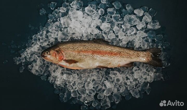 Форель свежемороженая (опт/доставка)
