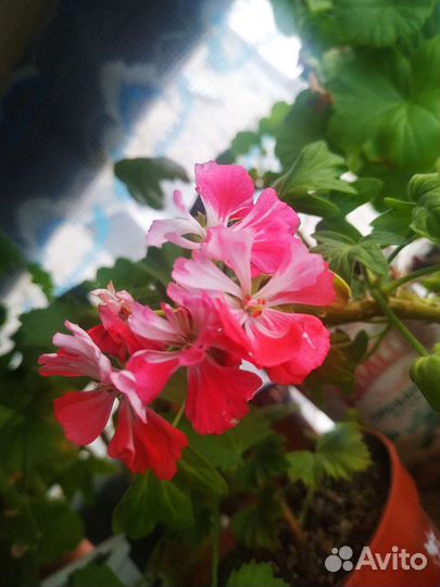 Пеларгония Твист, Звезда и Роза