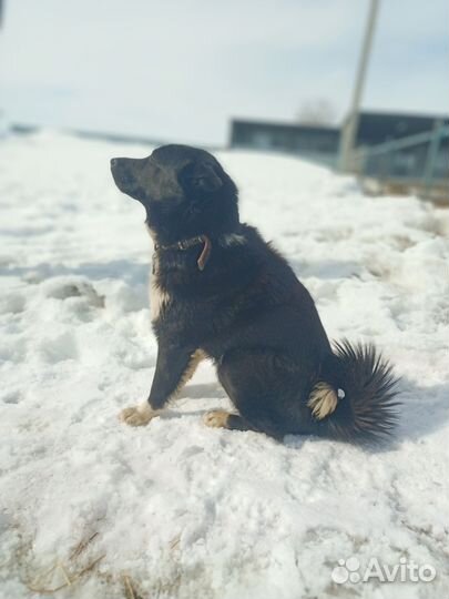 Щенок в добрые руки бесплатно
