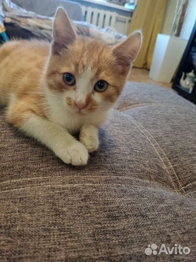 Рыжий котенок в добрые руки бесплатно
