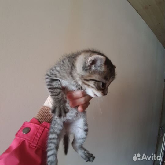 Котята в добрые руки 1 месяц