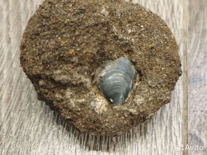 Окаменелости аммониты
