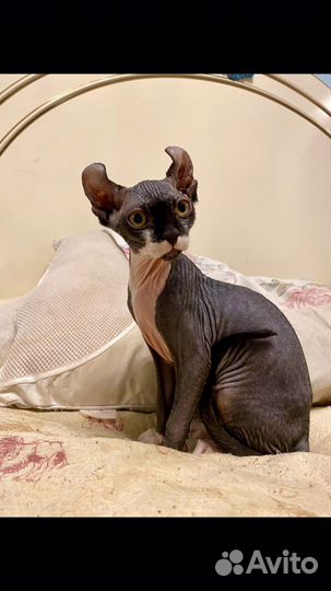 Сфинкс эльфы котята