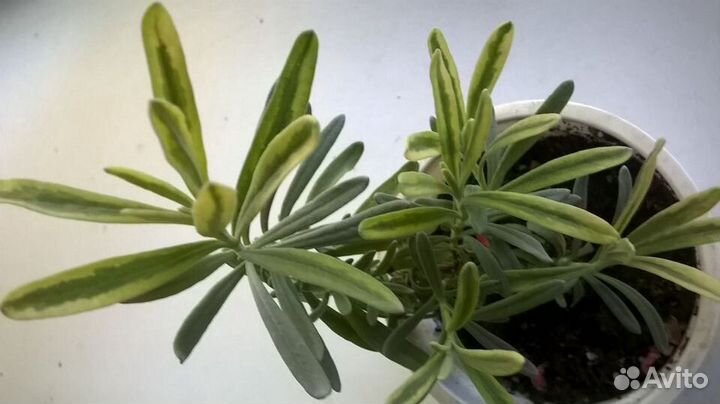 Лаванда вариегатная Platinum Blonde