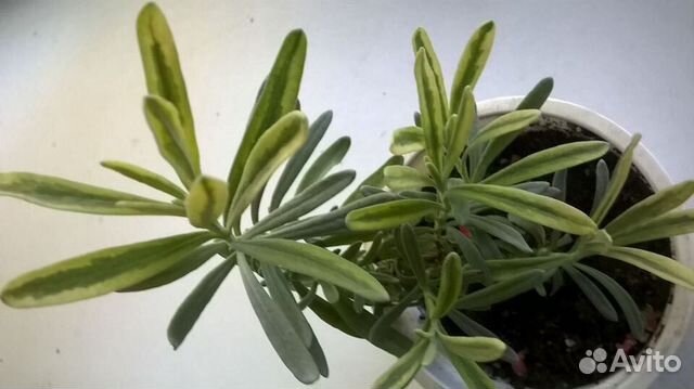 Лаванда вариегатная Platinum Blonde