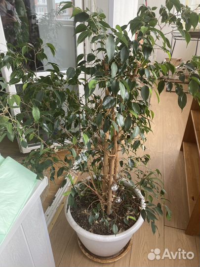 Комнатные цветы Фикус
