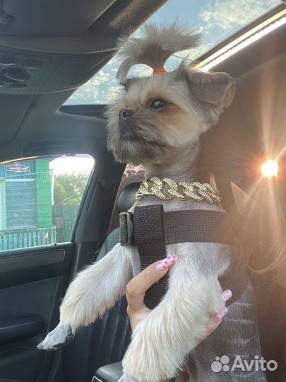 Йоркширский терьер мальчик вязка