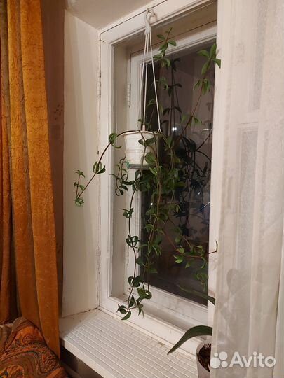 Комнатные цветы