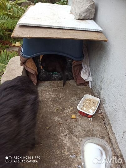 Кошка и котята