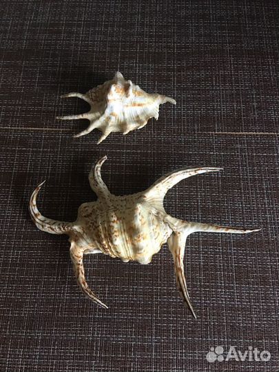 Ракушки морские