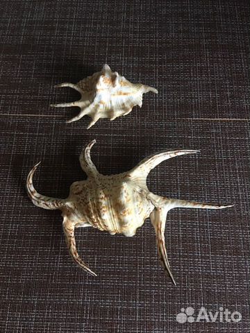 Ракушки морские