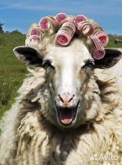 Потерялись овцы