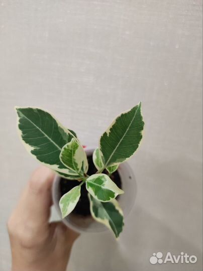 Фикус ретуза гавайская