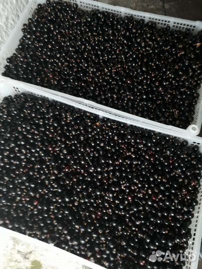 Малина и черная смородина