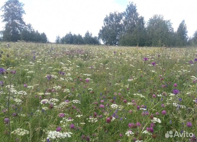 Мед 24 года Алтайский опт