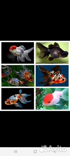 Аквариумные рыбки,мотыль,трубочник,креветки