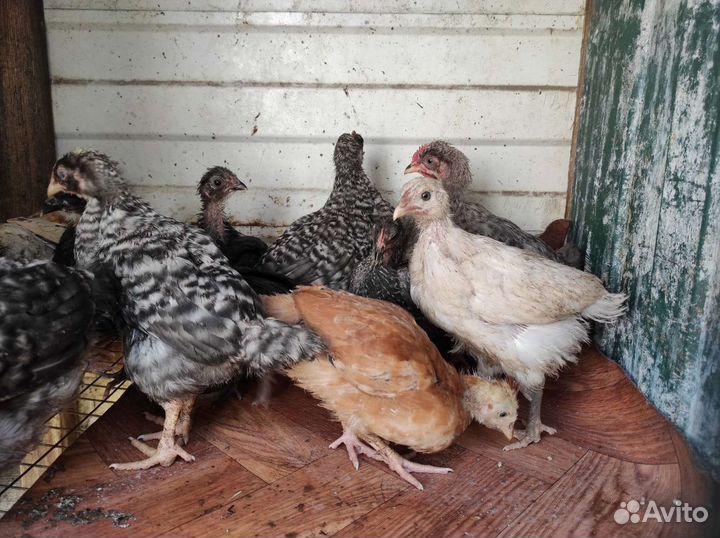 Цыплята подрощенные