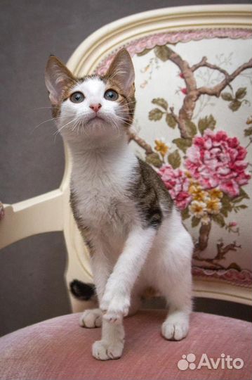 Котенок в дар