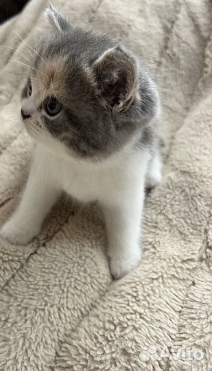 Шотландские прямоухие котята