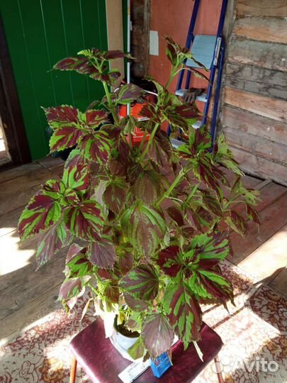 Колеус сортовой