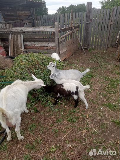 Козел и козлята