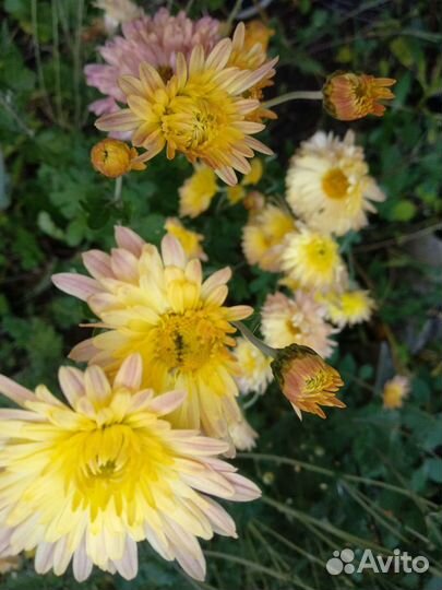 Хризантема