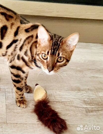 Бенгальские котята