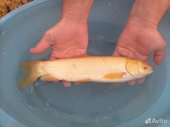 Золотой Амур альбинос
