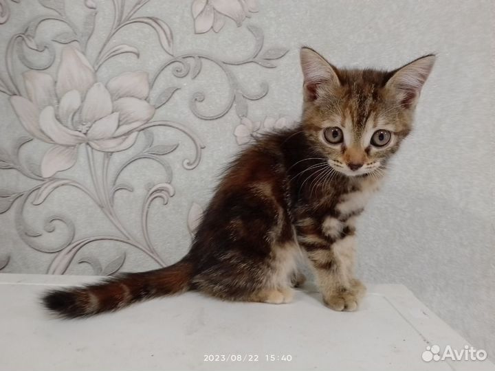 Кошка в дар