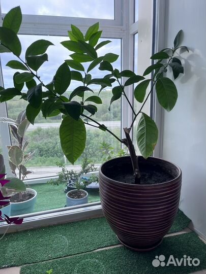 Лимонное дерево