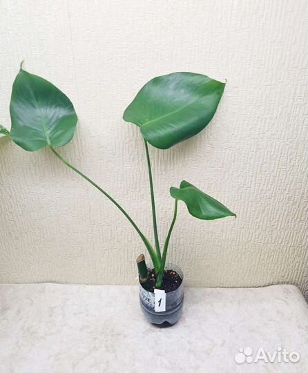 Монстера Деликатесная (обычная)