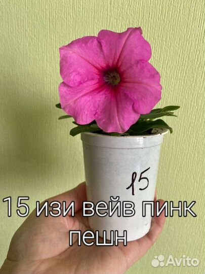 Рассада петунии