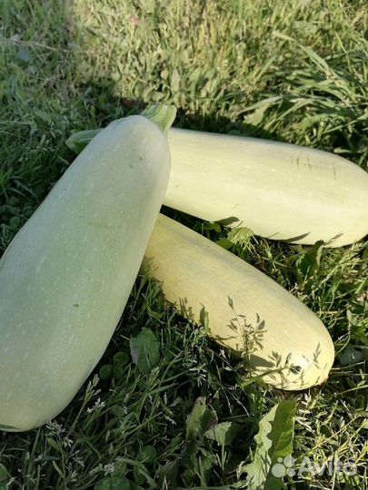 Рассада тыквы, кабачков