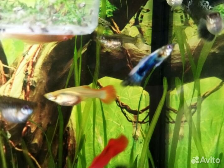 Рыбки Гуппи, сомы анцыструсы, креветки, улитки