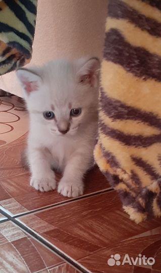 Котята 1 месяц