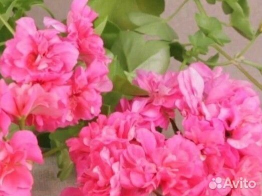 Пеларгония герань