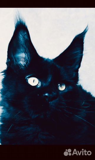 Мейнкун полидакты вязка, котята