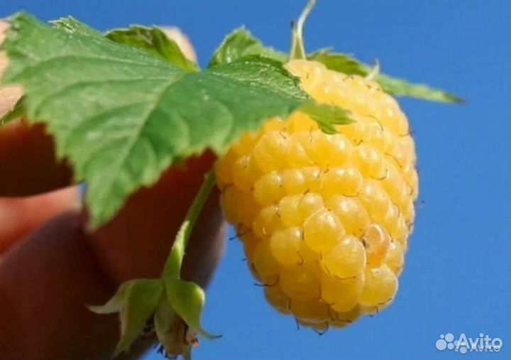 Саженцы желтой малины