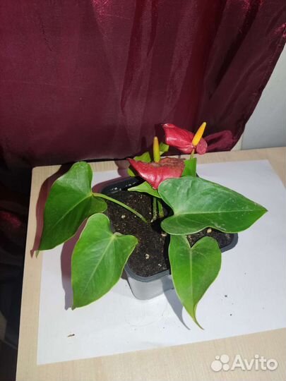 Мужское счастье (не бронирую)