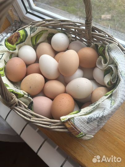 Домашние куриные/гусиные яйца