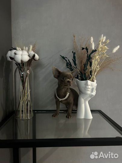 Щенок чихуахуа девочка