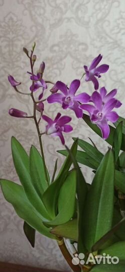 Орхидея Дендробиум кинг Берри ода (детки)