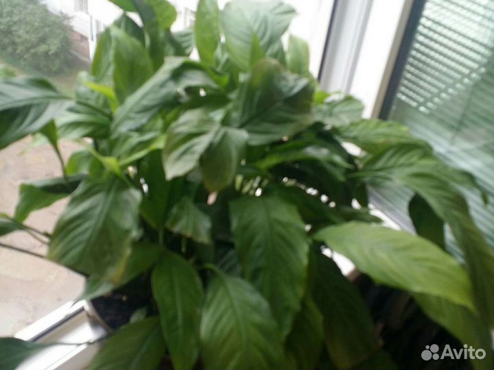 Спатифиллум