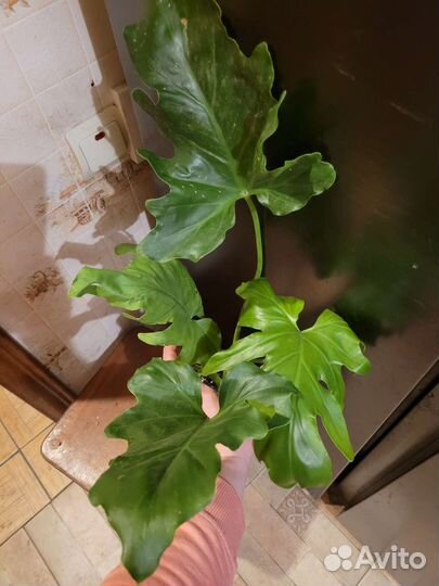 Филодендрон селло