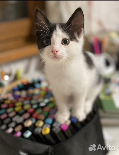 Котенок в дар бесплатно