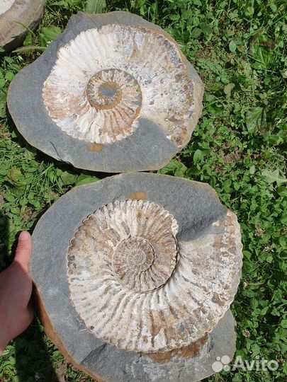 Окаменелости аммониты