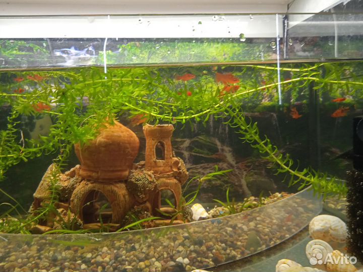 Аквариумные рыбки