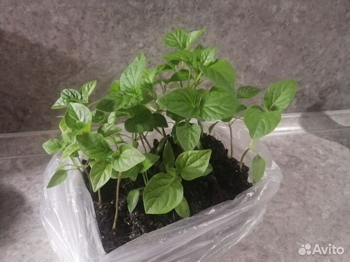 Рассада декоративного перца 