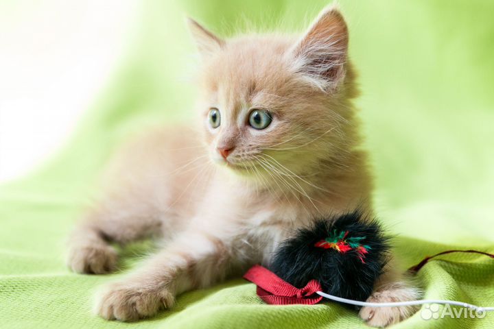 Рыжий котенок мальчик, кот 2,5 месяца